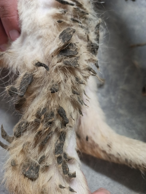 Psi žijící v nevyhovujících podmínkách