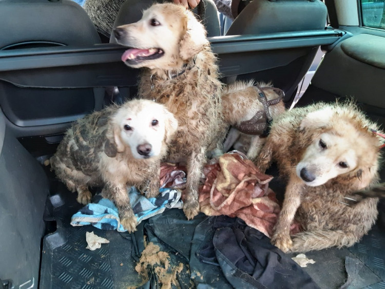 Psi žijící v nevyhovujících podmínkách