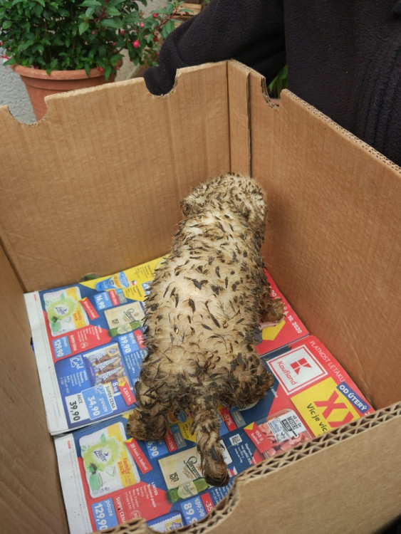 Psi žijící v nevyhovujících podmínkách