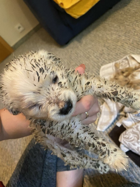 Psi žijící v nevyhovujících podmínkách