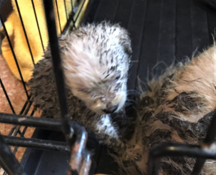 Psi žijící v nevyhovujících podmínkách