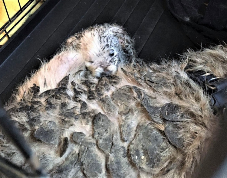 Psi žijící v nevyhovujících podmínkách