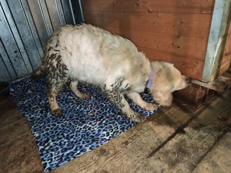 Psi žijící v nevyhovujících podmínkách