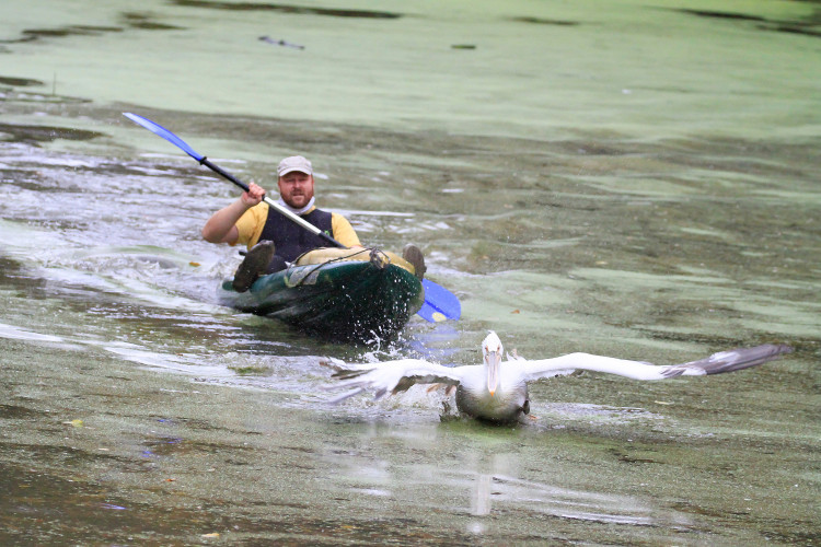 GELERIE: Odchyt pelikánů v Safari Parku Dvůr Králové nad Labem