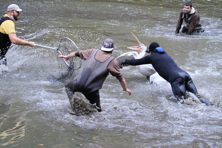 GELERIE: Odchyt pelikánů v Safari Parku Dvůr Králové nad Labem