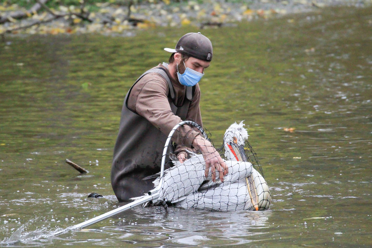 GELERIE: Odchyt pelikánů v Safari Parku Dvůr Králové nad Labem