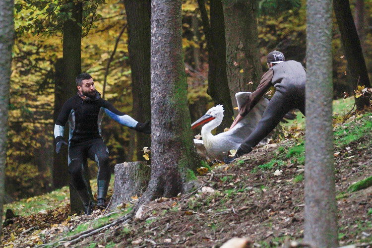 GELERIE: Odchyt pelikánů v Safari Parku Dvůr Králové nad Labem
