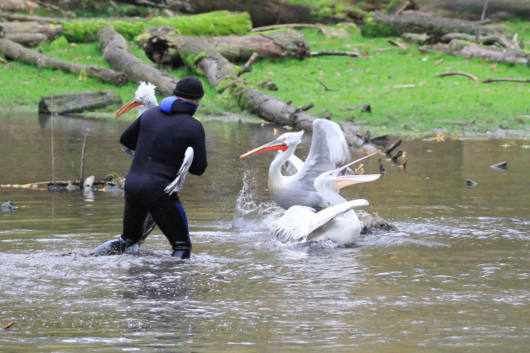 GELERIE: Odchyt pelikánů v Safari Parku Dvůr Králové nad Labem