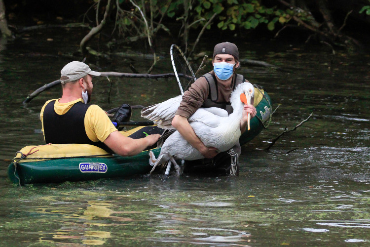 GELERIE: Odchyt pelikánů v Safari Parku Dvůr Králové nad Labem
