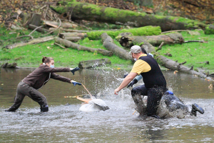 GELERIE: Odchyt pelikánů v Safari Parku Dvůr Králové nad Labem