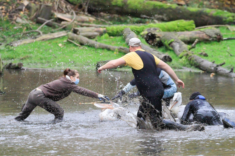 GELERIE: Odchyt pelikánů v Safari Parku Dvůr Králové nad Labem
