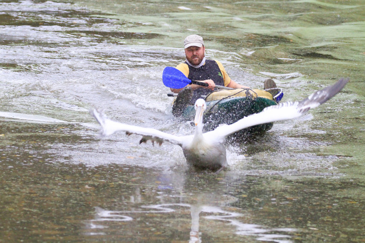 GELERIE: Odchyt pelikánů v Safari Parku Dvůr Králové nad Labem