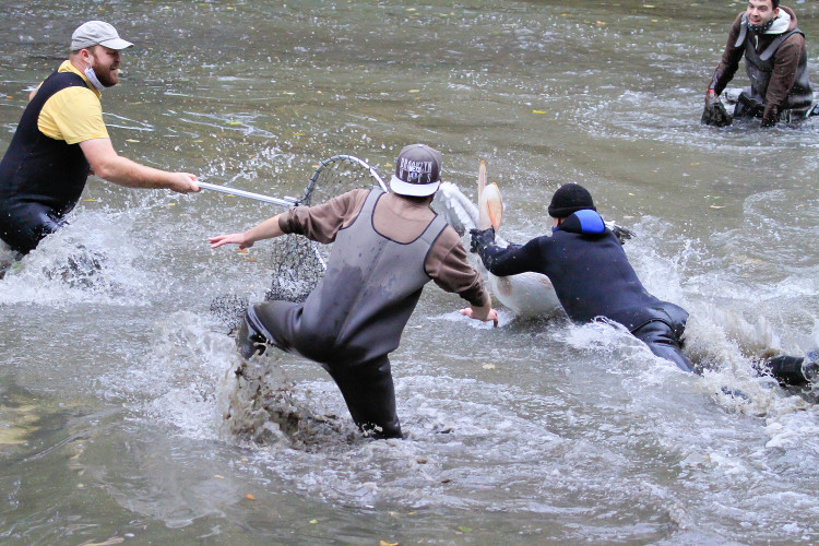 GELERIE: Odchyt pelikánů v Safari Parku Dvůr Králové nad Labem