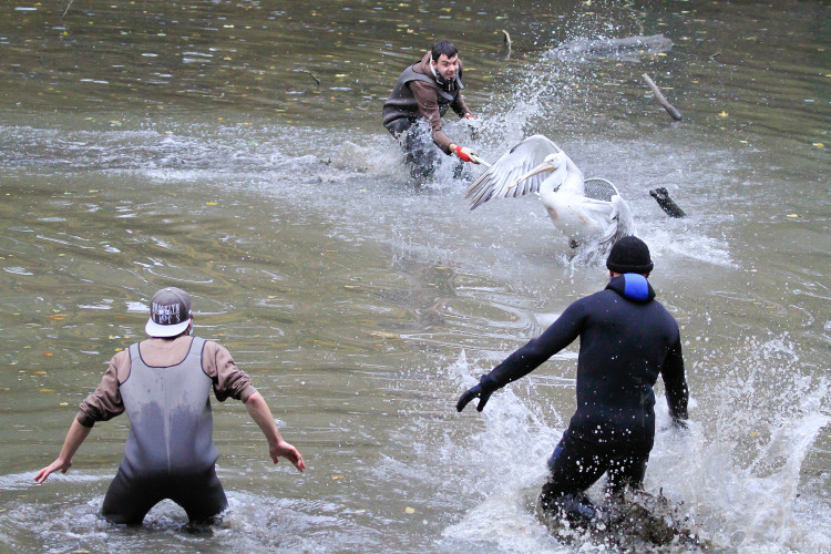 GELERIE: Odchyt pelikánů v Safari Parku Dvůr Králové nad Labem