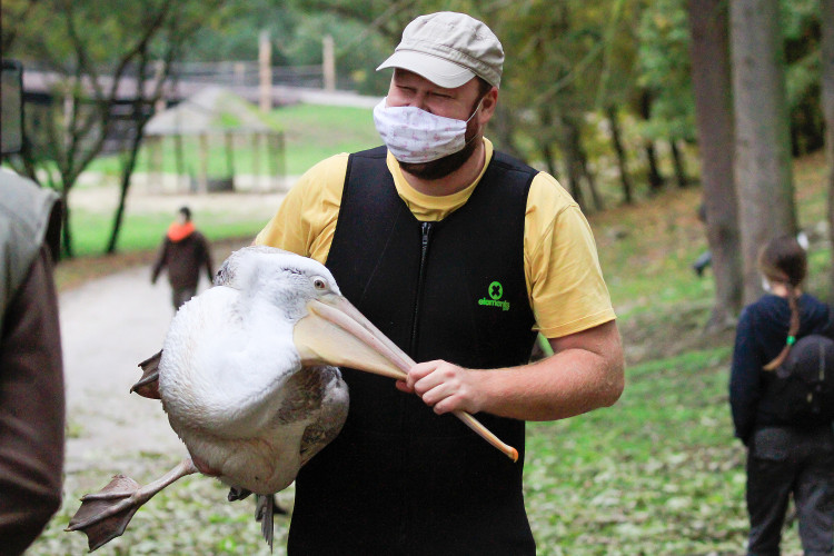 GELERIE: Odchyt pelikánů v Safari Parku Dvůr Králové nad Labem