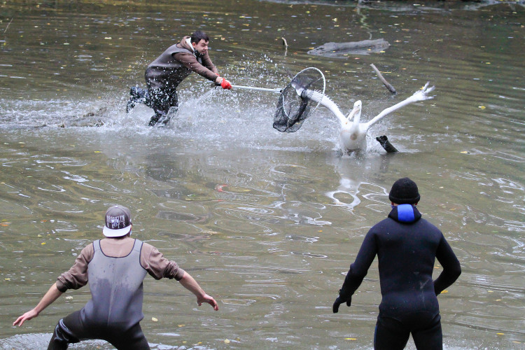 GELERIE: Odchyt pelikánů v Safari Parku Dvůr Králové nad Labem