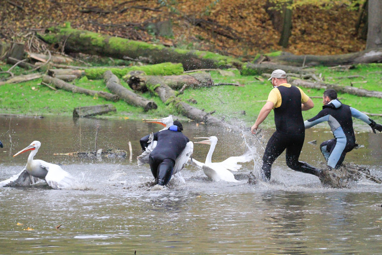 GELERIE: Odchyt pelikánů v Safari Parku Dvůr Králové nad Labem