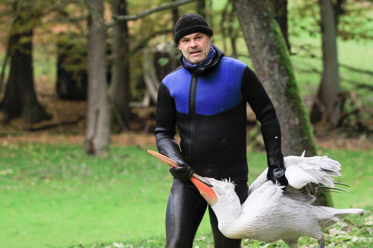 GELERIE: Odchyt pelikánů v Safari Parku Dvůr Králové nad Labem