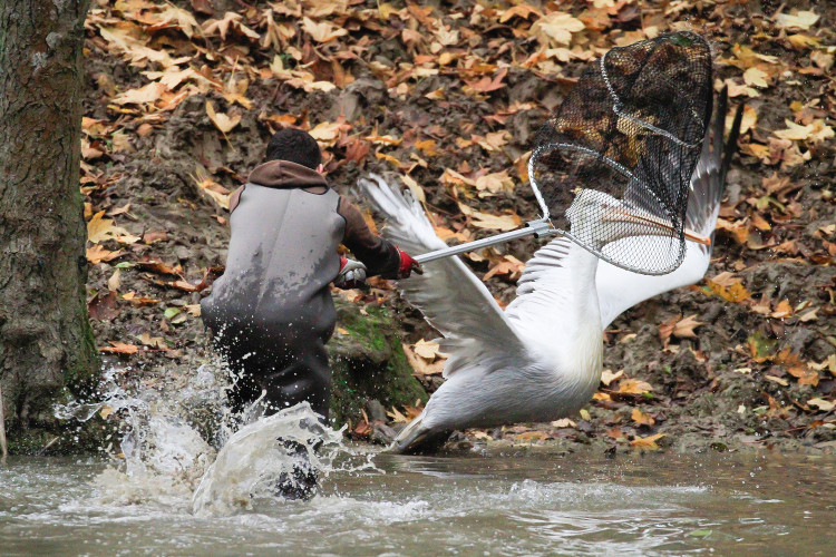 GELERIE: Odchyt pelikánů v Safari Parku Dvůr Králové nad Labem
