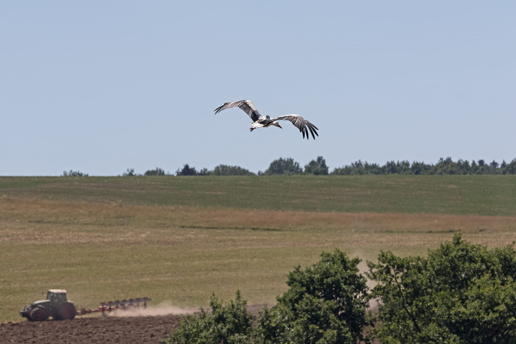 FOTOGALERIE: Čáp Kryštof cestuje do Afriky