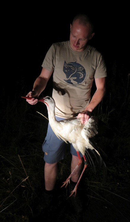 FOTOGALERIE: Čáp Kryštof cestuje do Afriky
