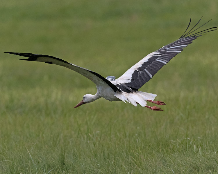 FOTOGALERIE: Čáp Kryštof cestuje do Afriky