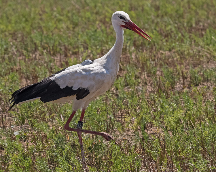 FOTOGALERIE: Čáp Kryštof cestuje do Afriky