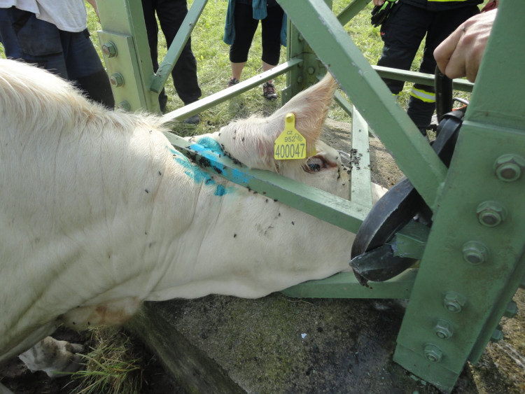 Zvířata jsou pro hasiče vůbec samostatná kapitola. I v letošním roce jsme zachraňovali psy, kočky, papoušky, ovce, koně, dokonce i jednoho medvídka mývala. Poučením pro všechny, že strkat nos do cizích věcí se nevyplácí, je tato kráva. Ta strčila hlavu do