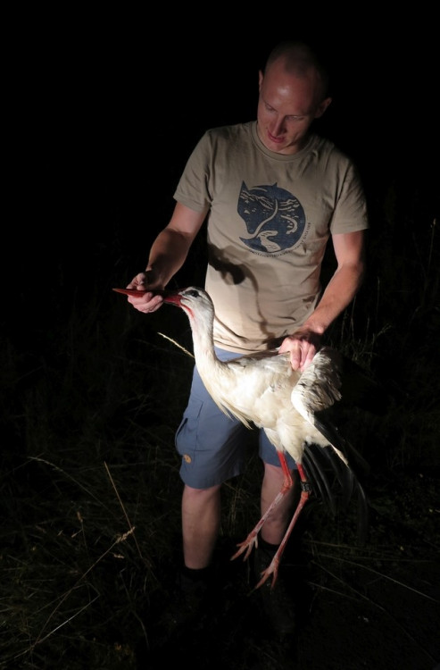 FOTOGALERIE: Čáp Kryštof cestuje do Afriky