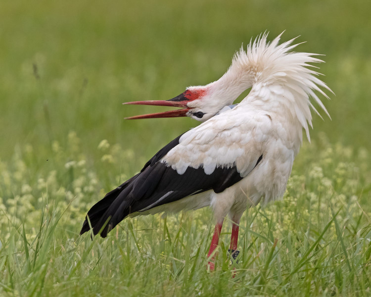 FOTOGALERIE: Čáp Kryštof cestuje do Afriky