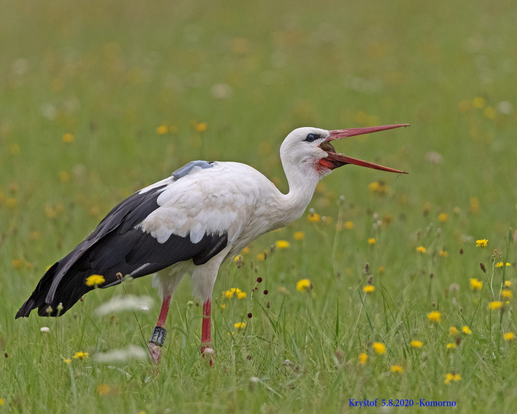 FOTOGALERIE: Čáp Kryštof cestuje do Afriky