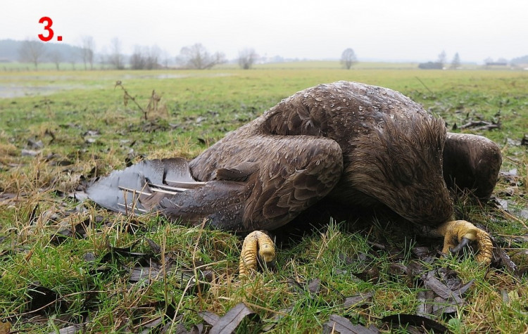 FOTOGALERIE: Otrava orlů mořských