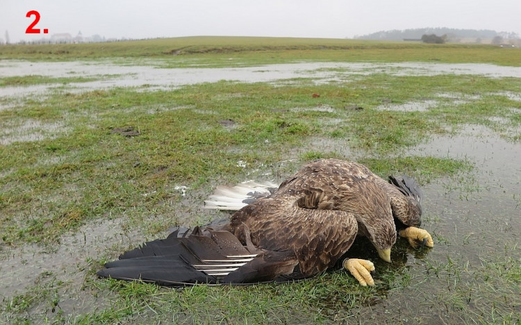 FOTOGALERIE: Otrava orlů mořských