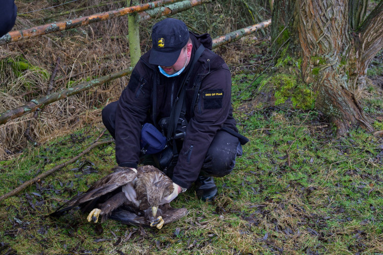 FOTOGALERIE: Otrava orlů mořských