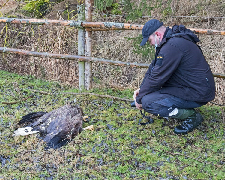 FOTOGALERIE: Otrava orlů mořských