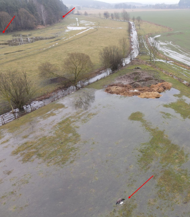 FOTOGALERIE: Otrava orlů mořských