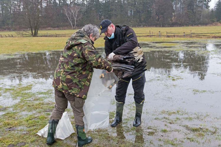 FOTOGALERIE: Otrava orlů mořských