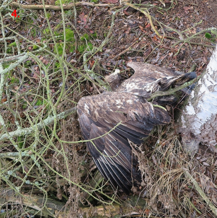 FOTOGALERIE: Otrava orlů mořských