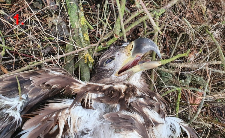 FOTOGALERIE: Otrava orlů mořských