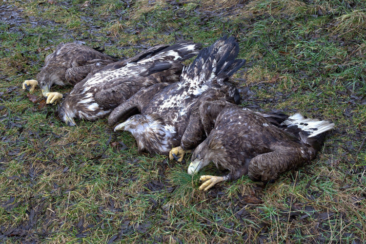 FOTOGALERIE: Otrava orlů mořských