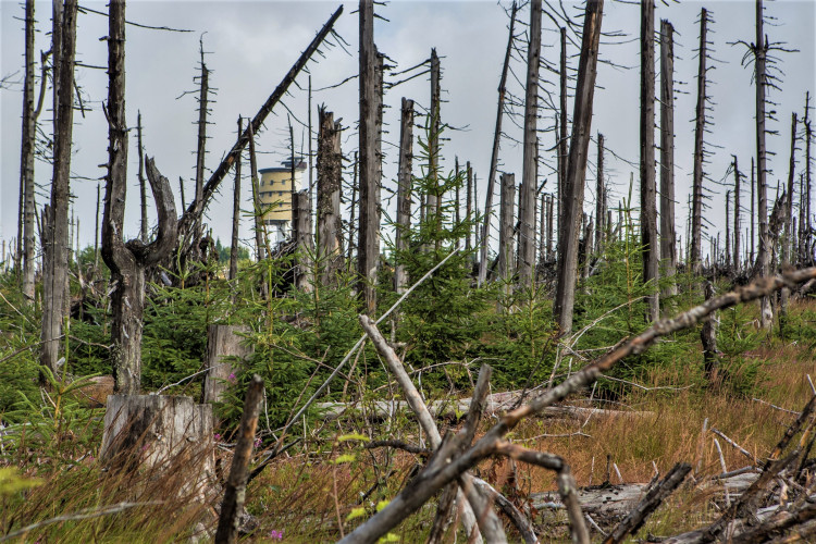 FOTOGALERIE: NP Šumava
