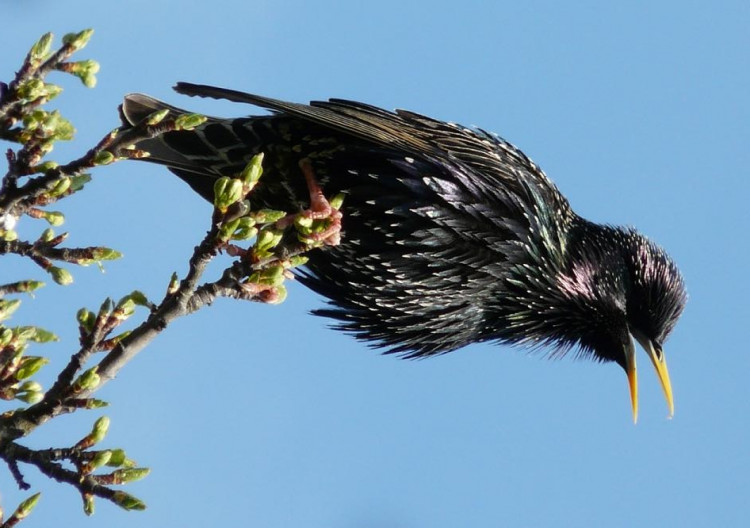 FOTOGALERIE: Jaro se hlásí