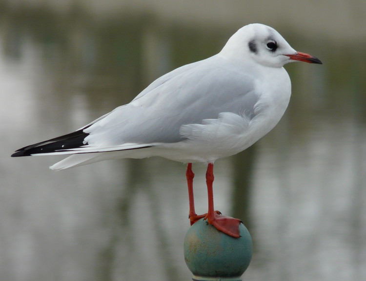 FOTOGALERIE: Jaro se hlásí