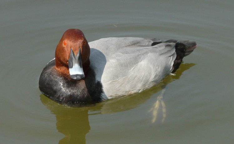 FOTOGALERIE: Jaro se hlásí