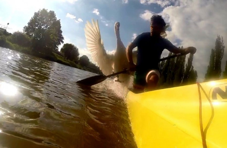 FOTOGALERIE: Obávaný labuťák opět na scéně