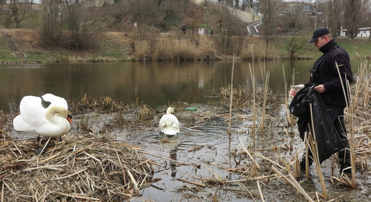 FOTOGALERIE: Obávaný labuťák opět na scéně