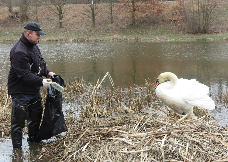 FOTOGALERIE: Obávaný labuťák opět na scéně