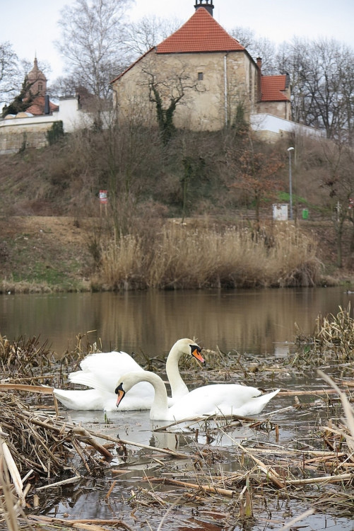 FOTOGALERIE: Obávaný labuťák opět na scéně