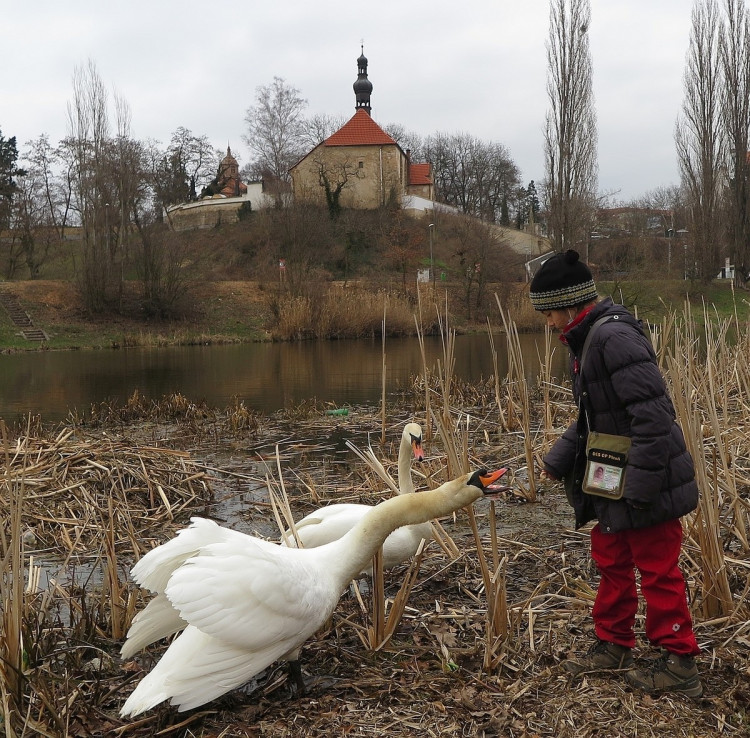 FOTOGALERIE: Obávaný labuťák opět na scéně