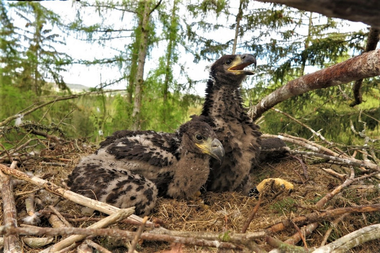 FOTOGALERIE: Kontrola hnízd orlů mořských